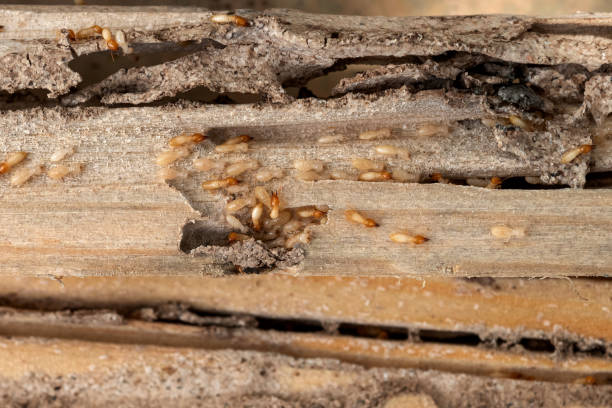 Best Exterminator Services  in Monticello, MN