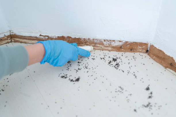 Best Cockroach Control Services  in Monticello, MN